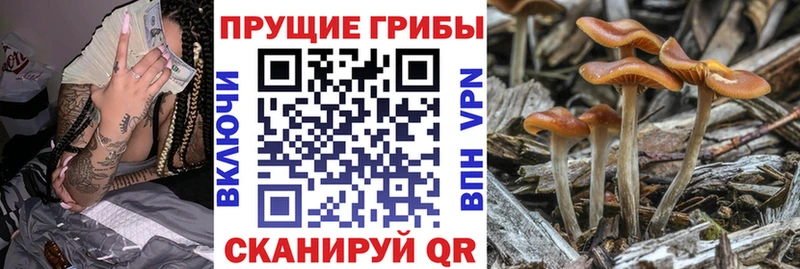наркотики  Елизаветинская  гидра tor  Галлюциногенные грибы прущие грибы 